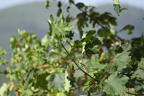 verd, naturalesa, primavera, camp, parc, jardí, plantes, estiu, color verd, prato, flora, muntanya, color, paisatge, planta, bellesa, vent, arbres, arbre, branques, full, muntanyes, Itàlia, calabria, branca, creixement, menjar i beguda, menjar, part de la planta, alimentació saludable, agricultura, cap gent, frescor, dia, centrar-se en primer pla, a l'aire lliure, vegetals, bellesa a la natura, primer pla, fruita, herba, 5K, CC0, domini públic, lliure de regalies