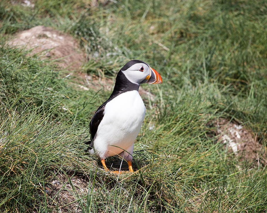 puffin, herba, nidificació, aus marines, Mar del nord, farne, illes farne, Northumberland, pot, primavera, naturalesa, vida salvatge, ocell, observació d'aus, ornitologia, animal, a l'aire lliure, animals a la natura, bec, vertebrats, fauna animal, temes d'animals, un animal, planta, terra, cap gent, camp, dia, centrar-se en primer pla, primer pla, aus de corral, vista d’angle alt, ànec, 4K