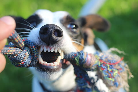dog bites, multicolored, rope, daytime, dog, evil, rage, play, tooth, upset, friendship, creature, dangerous, close, snout, pet, defense, dominance, in the, romp, animal, attack, grim, mammal, domestic, domestic animals, one animal, pets, animal themes, canine, close-up, animal body part, mouth, vertebrate, mouth open, focus on foreground, animal head, day, human hand, human body part, animal teeth, animal mouth, animal nose, 5K, CC0, public domain, royalty free