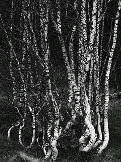 birch, trees, forest, tree, tree trunk, plant, trunk, nature, growth, land, day, no people, outdoors, woodland, tranquility, beauty in nature, branch, non-urban scene, root, textured, bark, 4K, CC0, public domain, royalty free