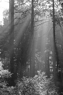 trees, forest, nature, sun rays, sun, sunlight, light beam, tree, plant, land, tranquility, day, beauty in nature, tranquil scene, trunk, tree trunk, no people, woodland, non-urban scene, growth, scenics - nature, fog, outdoors, idyllic, streaming, 5K, CC0, public domain, royalty free