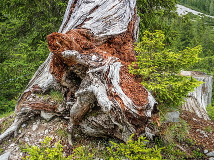 arbre, naturalesa, registre, arbre vell, planta morta, planta, tronc de l'arbre, tronc, creixement, bosc, terra, dia, textura, material de fusta, cap gent, escorça, a l'aire lliure, tranquil·litat, aspre, color verd, bellesa a la natura, fusta, 1080P, CC0, domini públic, lliure de regalies