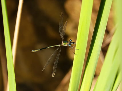 libellula, verde, foglia, fiume, foglie verdi, fauna selvatica, animali allo stato selvatico, animale, un animale, temi animali, invertebrato, insetto, pianta, avvicinamento, colore verde, natura, concentrarsi sulle conoscenze acquisite, nessuno, giorno, erba, stelo vegetale, crescita, all'aperto, damselfly, messa a fuoco selettiva, filo d'erba, 2K, CC0, dominio pubblico, privo di copyright