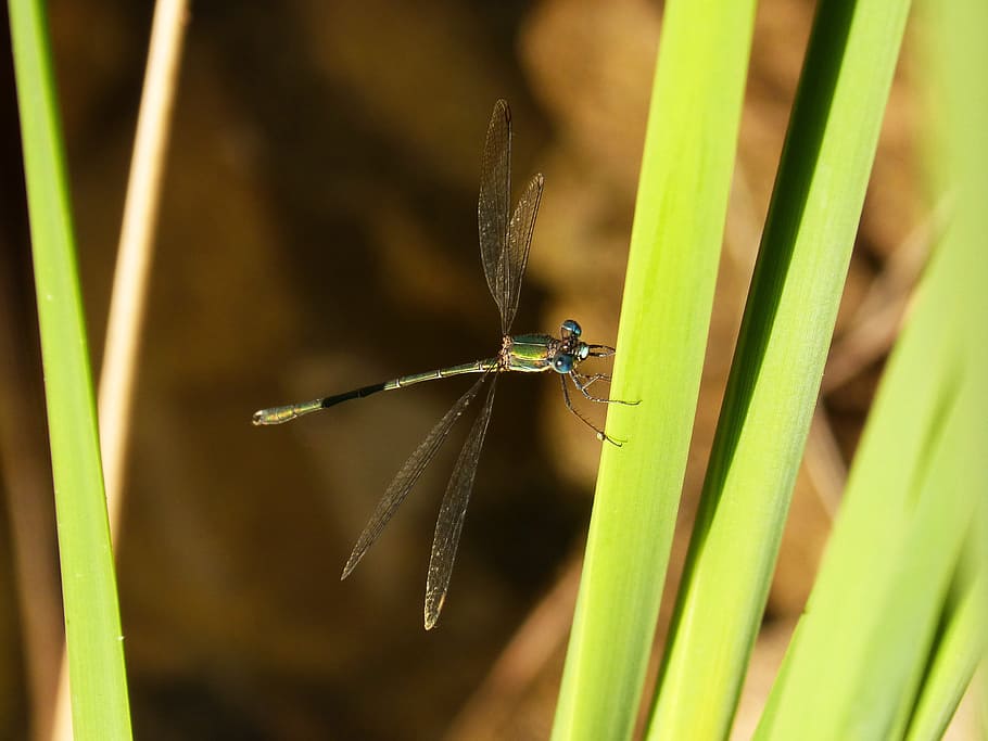 libellula, verde, foglia, fiume, foglie verdi, fauna selvatica, animali allo stato selvatico, animale, un animale, temi animali, invertebrato, insetto, pianta, avvicinamento, colore verde, natura, concentrarsi sulle conoscenze acquisite, nessuno, giorno, erba, stelo vegetale, crescita, all'aperto, damselfly, messa a fuoco selettiva, filo d'erba, 2K