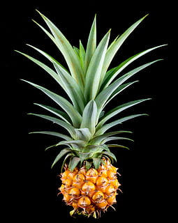 Ananasfrucht, Ananas, kleine Ananas, Obst, tropisch, köstlich, Studioaufnahme, Tropische Frucht, schwarzer Hintergrund, Frische, Nahansicht, keine Leute, Schönheit in der Natur, gesundes Essen, Wachstum, grüne Farbe, drinnen, Blatt, Pflanzenteil, Lebensmittel, Pflanze, Natur, Blume, Essen und Trinken, 4K, CC0, gemeinfrei, lizenzfrei