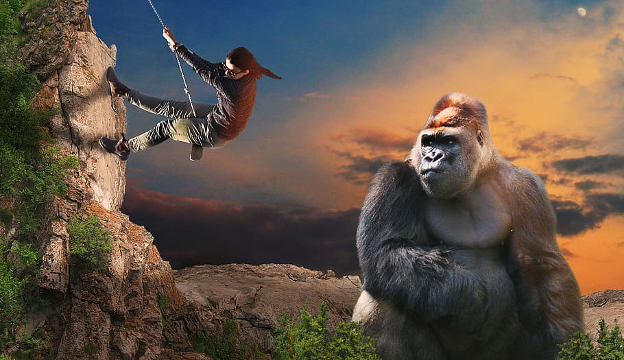 goril·la, mico, escalar, ajuda, risc, potent, vista, rock, posta de sol, Silverback, goril·la de muntanya, amic, primat, mamífer, fauna animal, animals a la natura, un animal, naturalesa, cel, gent, rock - object, sòlid, assegut, a l'aire lliure, vertebrats, diversió, arbre, babuí, 5K