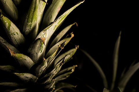 Ananasfrucht, grüne Ananas Krone, Ananas, Obst, Blatt, Lebensmittel, Frische, Natur, Nahansicht, gesundes Essen, grüne Farbe, Essen und Trinken, keine Leute, organisch, Landwirtschaft, Wachstum, Pflanze, Schönheit in der Natur, Tag, Pflanzenteil, selektiver Fokus, draußen, Anfänge, Fokus auf den Vordergrund, Ruhe, Sonnenlicht, Zerbrechlichkeit, Blume, Verletzlichkeit, 4K, CC0, gemeinfrei, lizenzfrei