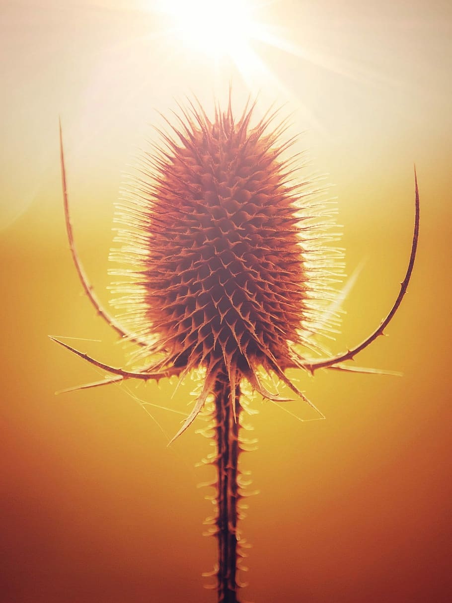 ray, lys, rammer, blomst, skrøbelighed, skønhed i naturen, sårbarhed, blomstrende plante, plante, natur, tæt på, friskhed, ingen mennesker, himmel, blomsterstand, solnedgang, blomsterhoved, vækst, plantestamme, udyrkede, udendørs, mælkebøtte, mælkebøtte frø, lyse, blødhed, 1080P