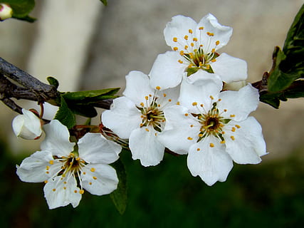 mola branca, Casey, planta com flores, plantar, frescura, fragilidade, crescimento, beleza na natureza, vulnerabilidade, cabeça de flor, pétala, inflorescência, pólen, cor branca, fechar-se, Flor, focar em primeiro plano, galho, estame, árvore frutífera, árvore, ninguém, ao ar livre, Flor de cerejeira, Primavera, 4K, CC0, domínio público, royalty free