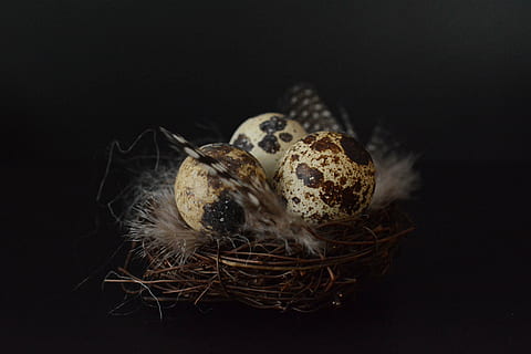 foto, tres, petxines d'ou, niu, ous de guatlla, ou, decoració de pasqua, Pasqua, Feliç Pasqua, vidre, ploma, branca, malestar, evacuat, decoració, personalitzat, primavera, salutacions de pasqua, celebració de Pasqua, menjar, menjar i beguda, fons negre, tir de l'estudi, cap gent, a l'interior, ous d’animals, cistella, primer pla, celebració, grup d'objectes, festa, natura morta, naturalesa, frescor, contenidor, benestar, alimentació saludable, petit grup d'objectes, 4K, CC0, domini públic, lliure de regalies