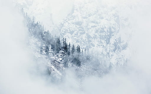 Antenne, fotografieren, Gebirge, Kiefern, bedeckt, Schnee, Berg, Baum, Wald, Schwarz und weiß, Winter, kalt, Nebel, Natur, draußen, pnw, Pazifischer Nordwesten, Washington, mysteriou, launisch, wolkig, Wolke, Landschaft, kalte Temperatur, keine Leute, weiße Farbe, Schönheit in der Natur, Ruhe, Umgebung, Szenen - Natur, Tag, gefroren, Land, Pflanze, Eis, ruhige Szene, schneit, Nadelbaum, Kiefer, Reinheit, 5K, CC0, gemeinfrei, lizenzfrei