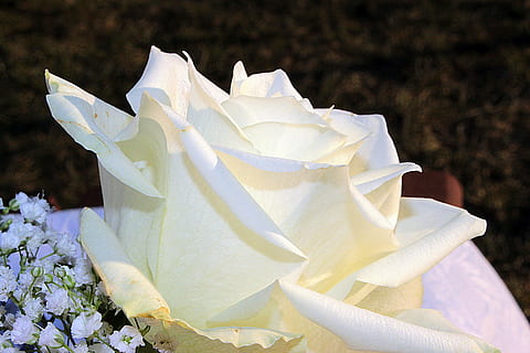 hvid, Rose, blomst, nærbillede fotografering, hvid rose, blomstre, flor, lugt, gypsophila, romantik, romantisk, natur, plante, blomstrende plante, hvid farve, skrøbelighed, sårbarhed, friskhed, tæt på, kronblad, vækst, blomsterstand, skønhed i naturen, blomsterhoved, fokus på forgrunden, ingen mennesker, dag, blad, plante del, pollen, blødhed, 5K, CC0, offentligt domæne, royaltyfrie