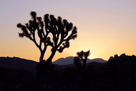 silueta copacilor, apus de soare, peisaj, munţi, Joshua Tree, siluete, deşert, natură, cer, colorat, amurg, seară, plantă, pitoresc, pustie, parc național, california, Statele Unite ale Americii, vest, siluetă, nici o persoana, copac, în aer liber, scenics, scenice - natura, Munte, liniște, o scenă liniștită, frumusețe în natură, scenă non-urbană, mediu inconjurator, teren, creştere, spațiu copie, arid clima, 1080P, CC0, domeniu public, fără drepturi de autor