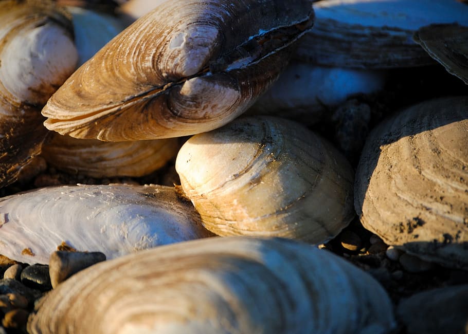 małże, muszle, skorupiak, jedzenie, morski, Natura, świeży, Podwodny, naturalny, jedzenie i picie, stos, żadnych ludzi, zdrowe odżywianie, pełna ramka, świeżość, zbliżenie, dobre samopoczucie, warzywo, dzień, duża grupa obiektów, sprzedaż, na dworze, martwa natura, obfitość, selektywne skupienie, grupa obiektów, rynek, 1080P