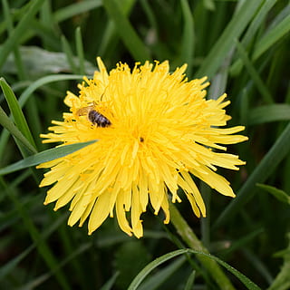 paardebloem, bij, nectar, bijennectar, macro, dichtbij, honingbij, stuifmeel, de lente, bestuiving, bloem, bloesem, bloeien, geel, insect, besprenkelen, natuur, vleugel, honing, gewone paardebloem, Frühlingsanfang, pollen magazijn, taraxacum officinale, ruderalia, composieten, idylle, helder, maistock, paardenbloem blad, bloeiende plant, ongewerveld, dierlijke thema's, schoonheid in de natuur, fabriek, dier, bloemblad, bloemhoofd, één dier, dierenleven, dieren in het wild, kwetsbaarheid, detailopname, breekbaarheid, bloeiwijze, groei, geen mensen, 2K, CC0, publiek domein, royaltyvrij