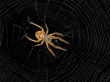 macro, insecte, nit d'aranya, colombia, aràcnids, teranyina, invertebrat, temes d'animals, aranya, artròpode, un animal, animal, fauna animal, animals a la natura, fragilitat, primer pla, cap gent, vulnerabilitat, zoologia, fons negre, centrar-se en primer pla, web, patró, cames d’animal, a l'aire lliure, complexitat, marí, 4K, CC0, domini públic, lliure de regalies