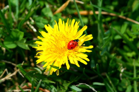 selettivo, fotografia a fuoco, rosso, coccinella, giallo, fiore, signora, insetto, bug, dente di leone, denti di leone, fiori, pianta, piante, pianta fiorita, invertebrato, bellezza nella natura, temi animali, fragilità, animale, freschezza, un animale, vulnerabilità, petalo, animali allo stato selvatico, crescita, fauna selvatica, avvicinamento, testa di fiore, infiorescenza, nessuno, impollinazione, all'aperto, polline, 2K, CC0, dominio pubblico, privo di copyright