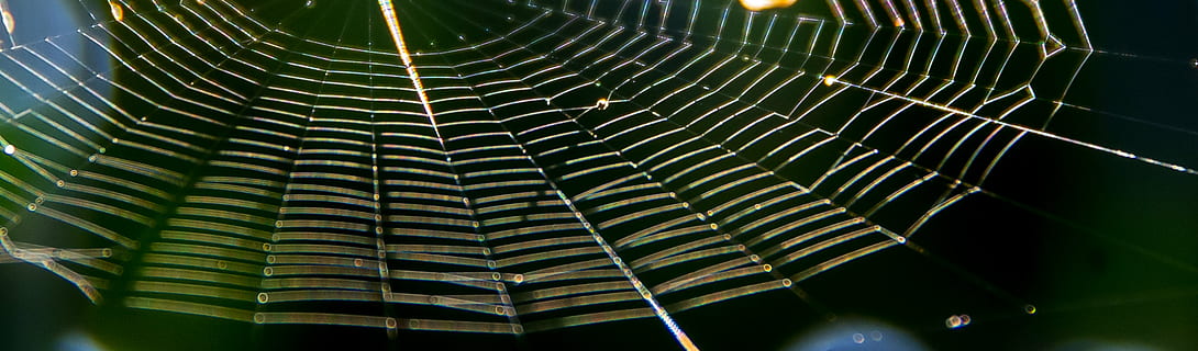 Netz, Spinne, Falle, seidig, Symmetrie, Insekt, Sonnenlicht, wild, Australien, Nahansicht, Muster, keine Leute, Zerbrechlichkeit, natürliches Muster, Spinnennetz, Verletzlichkeit, Natur, Tag, drinnen, Blatt, gestreift, Hintergründe, selektiver Fokus, Tier, Tierthemen, schwarzer Hintergrund, abstrakt, Studioaufnahme, Komplexität, konzentrisch, 5K, CC0, gemeinfrei, lizenzfrei