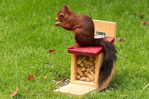 vermell, esquirol, groc, Caixa, foto del focus, animal, sciurus, ocell, menjar, cacauets, rosegador, herba, petit, naturalesa, bonic, a l'aire lliure, temes d'animals, mamífer, un animal, fauna animal, vertebrats, cap gent, material de fusta, planta, color verd, animals a la natura, marró, terra, 2K, CC0, domini públic, lliure de regalies