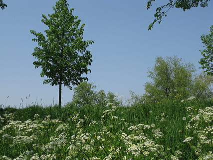 primăvară, opritoare, a inflori, plantă, creştere, copac, cer, frumusețe în natură, Culoarea verde, liniște, natură, zi, nici o persoana, cer senin, o scenă liniștită, scenice - natura, teren, floare, camp, planta cu flori, în aer liber, scenă non-urbană, lumina soarelui, 4K, CC0, domeniu public, fără drepturi de autor