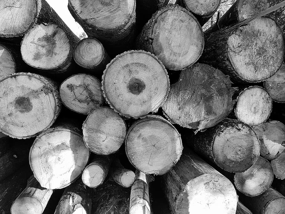 abstrakt, baggrund, bark, Brun, strålen, skiveskåret, cirkel, konstruktion, crack, indsnit, detaljer, tør, energi, miljø, ild, Brænde, Skov, skovbrug, ramme, brændstof, træ, fuld ramme, log, stor gruppe af objekter, tømmer, stak, baggrunde, tømmerindustrien, træ - materiale, overflod, ingen mennesker, bunke, brændstof og elproduktion, skovrydning, form, natur, tæt på, brændestablen, udendørs, 4K