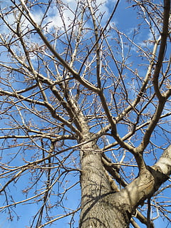 árvore, decídua, inverno, filiais, natureza, natural, céu, tronco, botânica, temporada, nu, ramo, plantar, visão de baixo ângulo, tronco de árvore, dia, árvore nua, ninguém, azul, ao ar livre, céu limpo, tranquilidade, beleza na natureza, luz solar, crescimento, alto - alto, planta morta, Copa da árvore, 4K, CC0, domínio público, royalty free