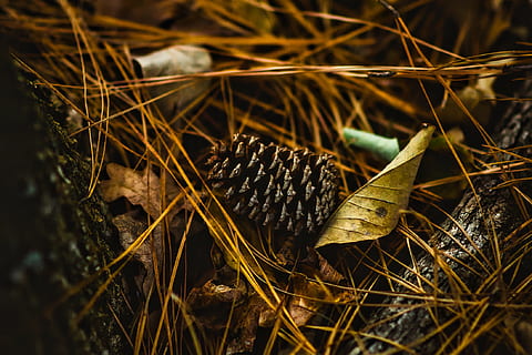 pine cone, leaves, leaf, needles, plant, macro, closeup, mood, scent, forest, woods, nature, outdoors, rustic, country, hdr, close-up, no people, growth, dry, plant part, land, day, beauty in nature, field, selective focus, focus on foreground, tranquility, high angle view, twig, brown, tree, stick - plant part, coniferous tree, 1080P, CC0, public domain, royalty free