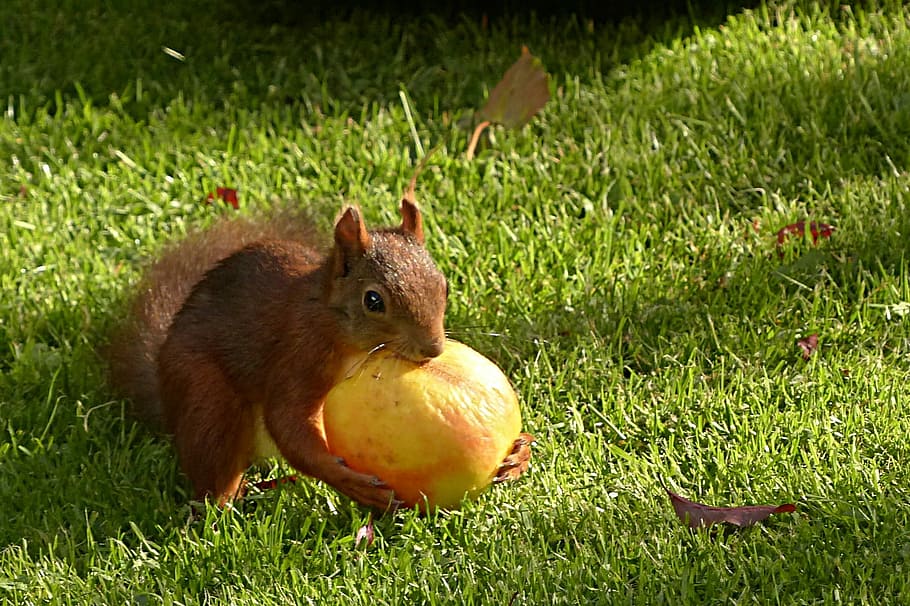 marró, celebració, groc, fruita, esquirol, animal, rosegador, sciurus major, poma, alimentació, jardí, herba, temes d'animals, un animal, animal jove, animals domèstics, mascotes, mamífer, fauna animal, planta, color verd, naturalesa, vertebrats, animals a la natura, cap gent, primer pla, camp, terra, menjar, a l'aire lliure, dia, 1080P