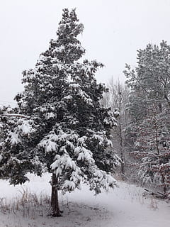 inverno, la neve, cedro, albero, temperatura fredda, pianta, bellezza nella natura, copertura, natura, terra, la tranquillità, nessuno, cielo, scenics - natura, scena tranquilla, Colore bianco, congelato, crescita, giorno, foresta, all'aperto, nevicando, tempo estremo, albero di conifere, Pino, montagna innevata, 2K, CC0, dominio pubblico, privo di copyright