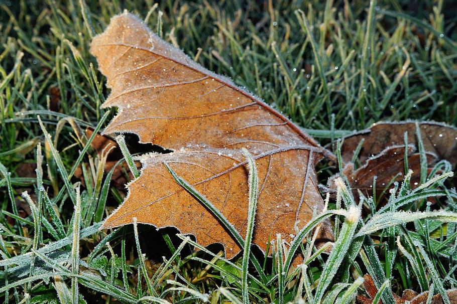 blade, blad, makro, jord, iset, vinter, Brun, kold, rusten, græs, ødelæggelse, forladt, ingen mennesker, udendørs, natur, plante del, plante, tør, Mark, dag, tæt på, sårbarhed, skrøbelighed, naturligt mønster, bladvenen, efterår, vækst, lave om, skønhed i naturen, naturlig tilstand, 5K