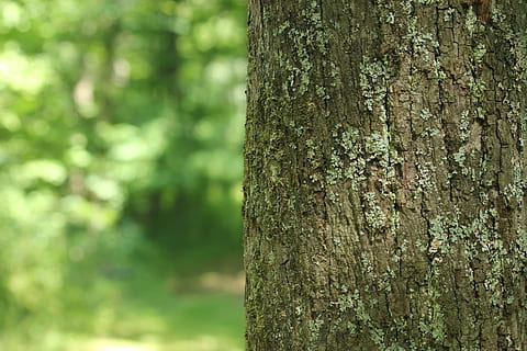 albero, foresta, sfondo, scenario, naturale, natura, verde, alberi forestali, le foglie, prospettiva, sentiero, pista, all'aperto, ambiente, tronco d'albero, tronco, pianta, concentrarsi sulle conoscenze acquisite, terra, strutturato, crescita, nessuno, giorno, ruvido, legno - materiale, colore verde, avvicinamento, la tranquillità, abbaiare, bosco, lichene, albero di conifere, 2K, CC0, dominio pubblico, privo di copyright