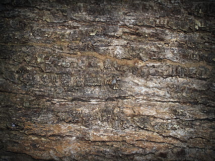 escorça, arbre, fusta, pi, fons, resum, pell, pissarra, superfície, primer pla, aspre, natural, marró, podrit, línia, història, corroït, corrosió, vell, tauler, macro, protecció, detallat, envelliment, paret, temps, graner, bosc, textura, disseny, planta, tronc, antiguitat, silvicultura, grunge, traçat, accidentat, naturalesa, medi ambient, detall, patró, resistent, fusteria, sec, material, material de fusta, marc complet, cap gent, arquitectura, funció de construcció de parets, sòlid, estructura construïda, espatllat, dia, a l'interior, sòls, efecte texturat, paret de pedra, gra de fusta, 2K, CC0, domini públic, lliure de regalies