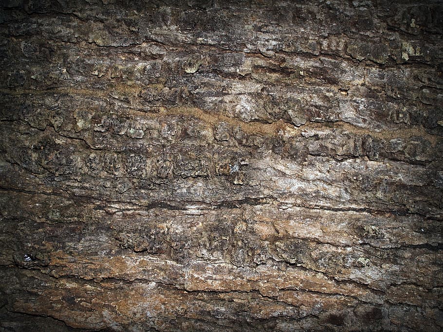 escorça, arbre, fusta, pi, fons, resum, pell, pissarra, superfície, primer pla, aspre, natural, marró, podrit, línia, història, corroït, corrosió, vell, tauler, macro, protecció, detallat, envelliment, paret, temps, graner, bosc, textura, disseny, planta, tronc, antiguitat, silvicultura, grunge, traçat, accidentat, naturalesa, medi ambient, detall, patró, resistent, fusteria, sec, material, material de fusta, marc complet, cap gent, arquitectura, funció de construcció de parets, sòlid, estructura construïda, espatllat, dia, a l'interior, sòls, efecte texturat, paret de pedra, gra de fusta, 2K