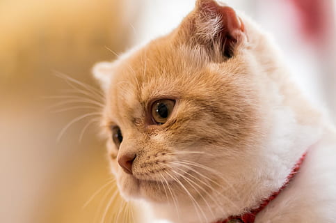 ppt, kat, kæledyr, ppt baggrunde, indenlandske kat, et dyr, nuttet, dyre temaer, husdyr, indenlandske, pattedyr, dyr, feline, hår, dyrehår, ungt dyr, dyr kropsdel, leder, øje, bakkenbart, dyr hoved, killing, kropsdel, dyr øje, ingen mennesker, lille, perser kat, frisure, overvejelse, 4K, CC0, offentligt domæne, royaltyfrie