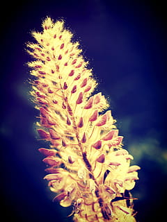 field, filter, flora, flower, foliage, garden, images, landscape, meadow, meditative, natue, peaceful, plant, season, serene, tranquil, view, wild, nature, close-up, summer, macro, seed, beauty in nature, growth, freshness, flowering plant, no people, fragility, vulnerability, inflorescence, day, flower head, selective focus, outdoors, petal, focus on foreground, botany, vignette, pollen, 2K, CC0, public domain, royalty free