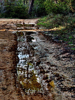 reflectie, pad, modder, natuur, spoor, bosweg, water, plas, boom, fabriek, Bos, geen mensen, land-, dag, schoonheid in de natuur, groei, kalmte, niet-stedelijke scène, buitenshuis, scenics - natuur, vuil, groene kleur, rustige scène, stromend water, moeras, vloeiende, 1080P, CC0, publiek domein, royaltyvrij