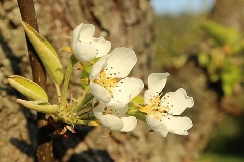 forår, blomstre, natur, makro, blomster, forår, flor, bark, hvid, grøn, gul, plante, tæt på, blomst, vækst, fokus på forgrunden, blomstrende plante, skønhed i naturen, friskhed, skrøbelighed, træ, hvid farve, blomstre, sårbarhed, ingen mennesker, dag, kronblad, blomsterstand, blomsterhoved, pollen, udendørs, kirsebær blomst, blødhed, 5K, CC0, offentligt domæne, royaltyfrie