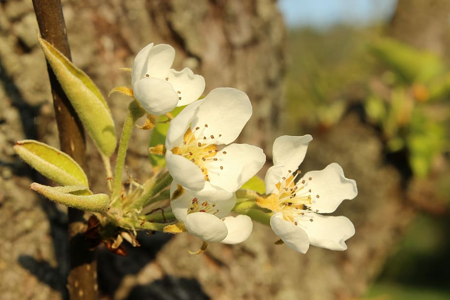 forår, blomstre, natur, makro, blomster, forår, flor, bark, hvid, grøn, gul, plante, tæt på, blomst, vækst, fokus på forgrunden, blomstrende plante, skønhed i naturen, friskhed, skrøbelighed, træ, hvid farve, blomstre, sårbarhed, ingen mennesker, dag, kronblad, blomsterstand, blomsterhoved, pollen, udendørs, kirsebær blomst, blødhed, 5K