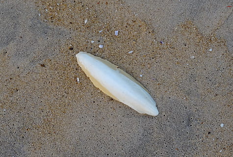 petxina, sèquer, shell, sípia, marí, aquàtics, animal, platja, karavali, mar d’Àrab, mangalore, Índia, sorra, terra, vista d’angle alt, cap gent, naturalesa, mar, dia, fauna animal, temes d'animals, primer pla, a l'aire lliure, aigua, un animal, petxina de mar, sol objecte, peix, bellesa a la natura, 2K, CC0, domini públic, lliure de regalies
