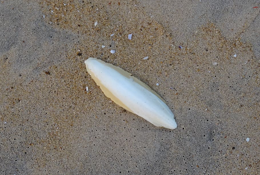 petxina, sèquer, shell, sípia, marí, aquàtics, animal, platja, karavali, mar d’Àrab, mangalore, Índia, sorra, terra, vista d’angle alt, cap gent, naturalesa, mar, dia, fauna animal, temes d'animals, primer pla, a l'aire lliure, aigua, un animal, petxina de mar, sol objecte, peix, bellesa a la natura, 2K