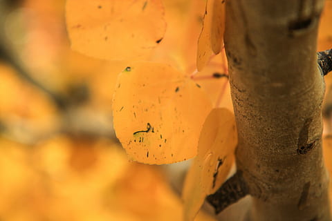 fotografierea macro, galben, frunze, a închide, fotografie, flori, copac, portocale, latra, aspen copac, toamnă, cădea, natură, plantă, selectiv, nici o persoana, parte a plantelor, apă, să se concentreze asupra primelor elemente, în aer liber, culoare portocalie, creştere, zi, frumusețe în natură, fragilitate, vulnerabilitate, mediu inconjurator, 5K, CC0, domeniu public, fără drepturi de autor