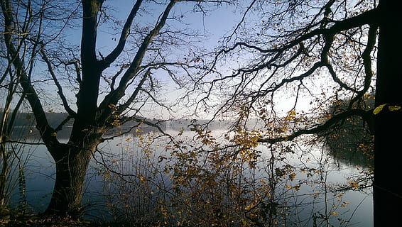 vinter, træer, sø, vinterlige, vinter træer, natur, Skov, landskab, kold, vinterforkølelse, humør, træ, plante, himmel, vand, ro, afdeling, skønhed i naturen, ingen mennesker, træstamme, bagagerum, vækst, dag, rolig scene, scenics - natur, udendørs, afspejling, 2K, CC0, offentligt domæne, royaltyfrie