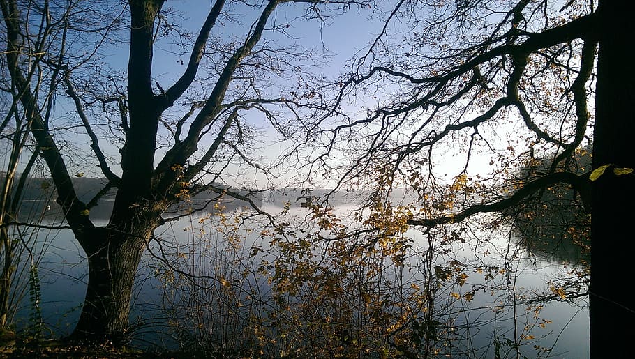 vinter, træer, sø, vinterlige, vinter træer, natur, Skov, landskab, kold, vinterforkølelse, humør, træ, plante, himmel, vand, ro, afdeling, skønhed i naturen, ingen mennesker, træstamme, bagagerum, vækst, dag, rolig scene, scenics - natur, udendørs, afspejling, 2K