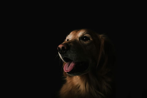 foto, daurat, retriever, Golden Retriever, gos, mascotes, animal, caní, gos de pura raça, mamífer, bonic, marró, animals domèstics, fons negre, cadell, un animal, mirant, tir de l'estudi, temes d'animals, nacional, part del cos dels animals, cap d’animals, cap gent, a l'interior, vertebrats, primer pla, panteixant, còpia espai, llengua animal, boca oberta, boca d’animals, vista del perfil, 5K, CC0, domini públic, lliure de regalies