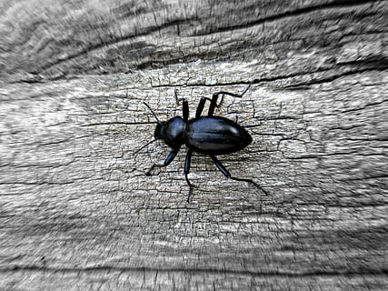 bug, insect, nature, beetle, animal, macro, wildlife, pest, natural, small, black, outdoor, forest, biology, close-up, invertebrate, animals in the wild, animal wildlife, animal themes, one animal, day, no people, selective focus, textured, outdoors, high angle view, wood - material, black color, fly, 2K, CC0, public domain, royalty free