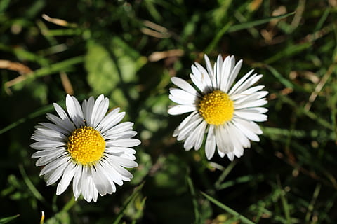 zwei, Strahlen, hell, blühen, klein, winzig, Gänseblümchen, Gelb, glücklich, heiter, Wunder, wunderbar, Sonne, Sonnenschein, Natur, doppelt, Boden, Na sicher, Blume, weiße Farbe, Blütenblatt, Zerbrechlichkeit, Blütenkopf, Wachstum, Pollen, Tag, blühende Pflanze, Frische, Pflanze, Schönheit in der Natur, Verletzlichkeit, Blütenstand, Nahansicht, Fokus auf den Vordergrund, keine Leute, draußen, 5K, CC0, gemeinfrei, lizenzfrei