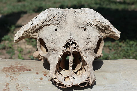 skull, bone, head, death, bones, skeleton, skull and crossbones, animal skull, no people, close-up, animal body part, body part, day, animal, animal themes, focus on foreground, animal bone, nature, sunlight, animal wildlife, animal head, front view, outdoors, animal teeth, mouth open, 5K, CC0, public domain, royalty free