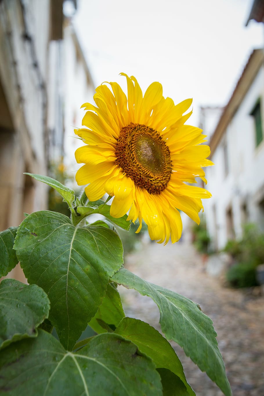 flor de sol, flor, gira-sol, groc, florir, tancar, flors grogues, planta, portugal, carreró, al sud, mediteran, estil, naturalesa, agricultura, estiu, a l'aire lliure, escena rural, planta amb flors, creixement, fragilitat, frescor, vulnerabilitat, part de la planta, full, inflorescència, bellesa a la natura, cap de flor, pètal, centrar-se en primer pla, primer pla, pol·len, cap gent, 5K
