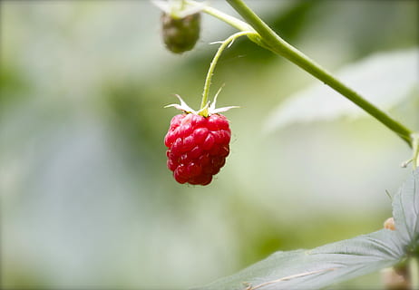 dzikie maliny, selektywny, fokus zdjęcie, czerwony, malina, owoc, jagoda, roślina, fotografia makro, jedzenie, Słodkie, dojrzały, truskawka, dzikiej przyrody, lato, lesisty teren, Zielony, las, zdrowe odżywianie, jedzenie i picie, owoce jagodowe, wzrost, świeżość, zbliżenie, skupić się na pierwszym planie, dobre samopoczucie, Natura, żadnych ludzi, dzień, część rośliny, liść, selektywne skupienie, na dworze, 4K, CC0, domena publiczna, darmowe zdjęcia