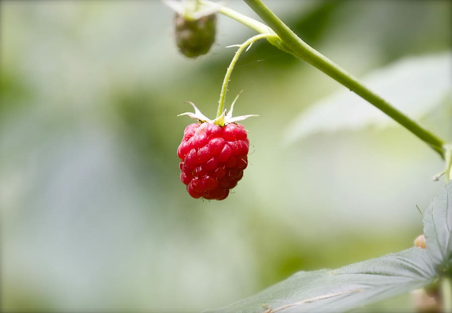 dzikie maliny, selektywny, fokus zdjęcie, czerwony, malina, owoc, jagoda, roślina, fotografia makro, jedzenie, Słodkie, dojrzały, truskawka, dzikiej przyrody, lato, lesisty teren, Zielony, las, zdrowe odżywianie, jedzenie i picie, owoce jagodowe, wzrost, świeżość, zbliżenie, skupić się na pierwszym planie, dobre samopoczucie, Natura, żadnych ludzi, dzień, część rośliny, liść, selektywne skupienie, na dworze, 4K